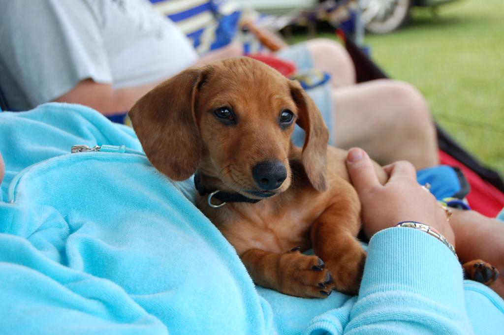 Oscar's first camping trip