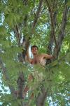 It's Tarzan, no wait, it's Pete